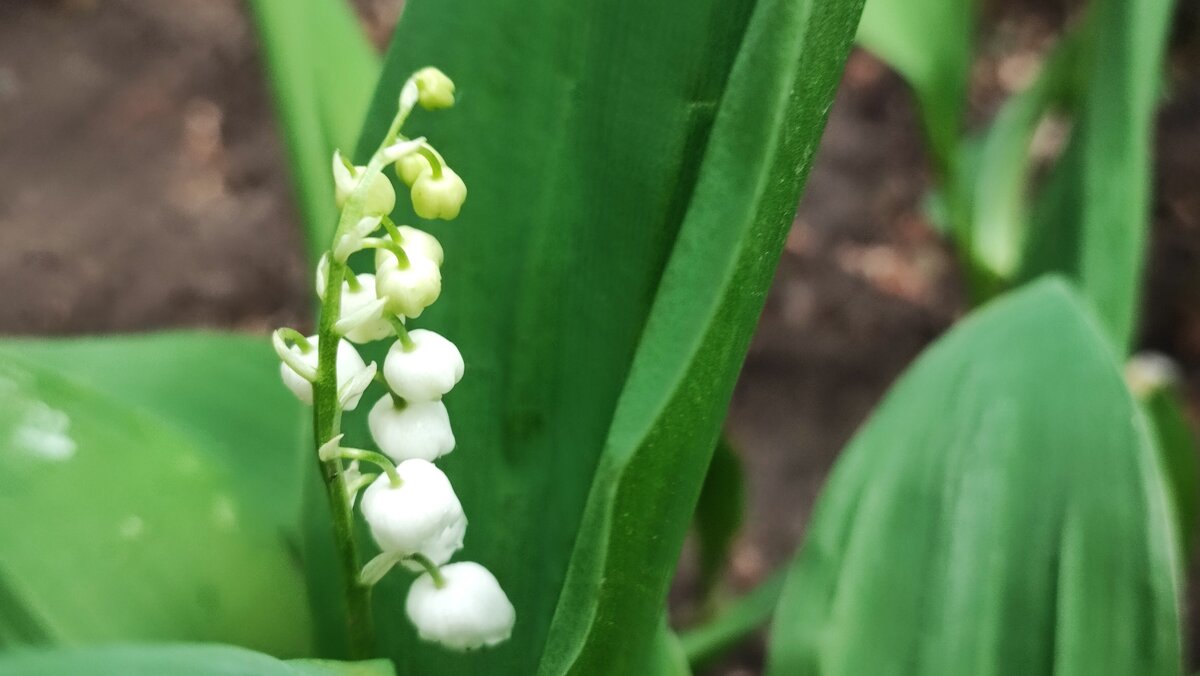 ,,, - Сергей Тимоновский