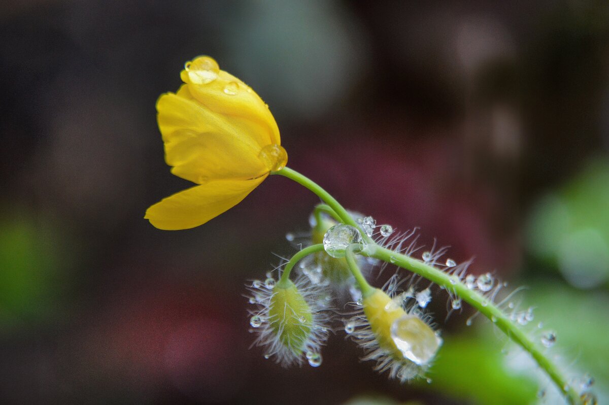 Сверкают бусинки росы - кристальные слезинки... - Надежда Куркина 
