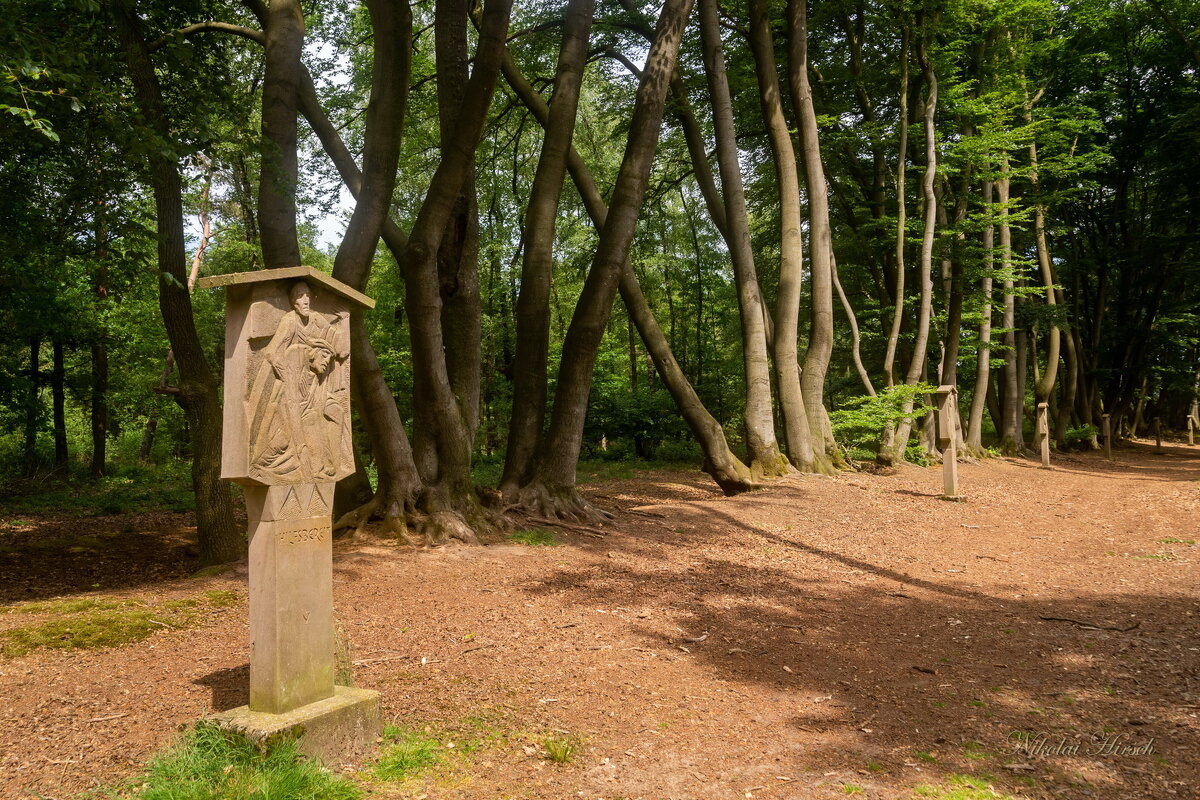 Вдоль буков... - Николай Гирш Вдоль буков... - Николай Гирш