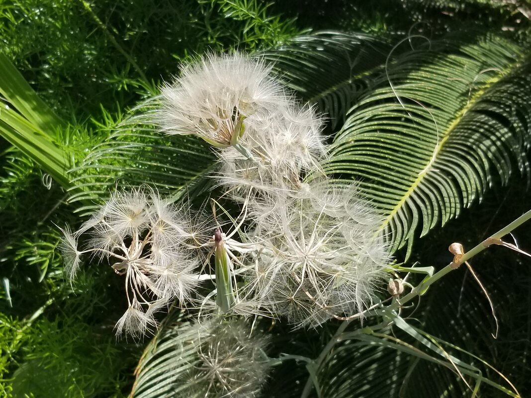 " - Светлана Хращевская