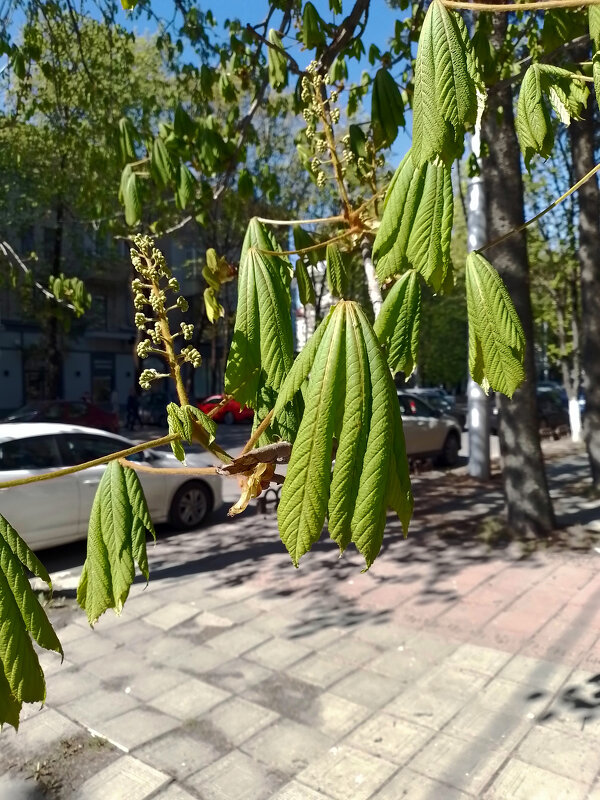 *** - Валентина Береснева