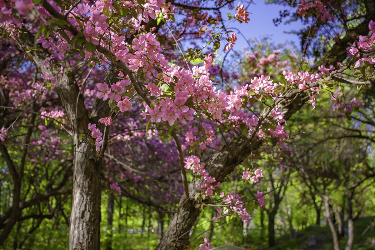 Время цветов - Евгений Анисимов Время цветов - Евгений Анисимов