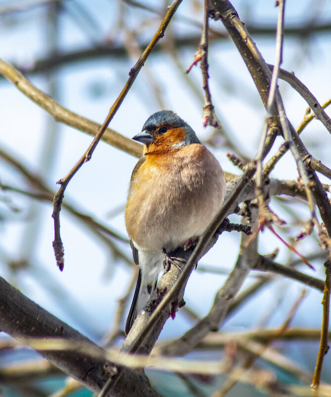зяблик. - petyxov петухов зяблик. - petyxov петухов