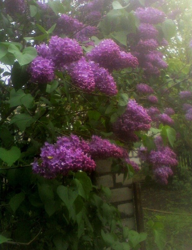 Сирень после грозы - Наталья Сирень после грозы - Наталья