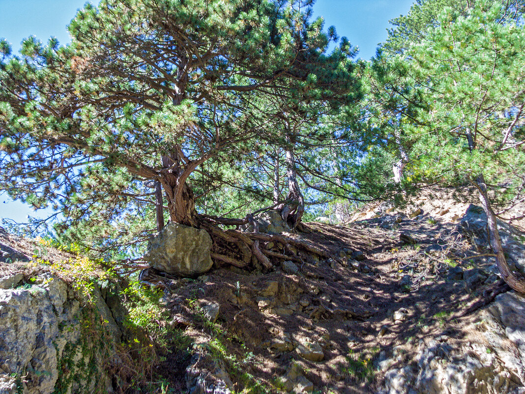 В горах - Варвара В горах - Варвара