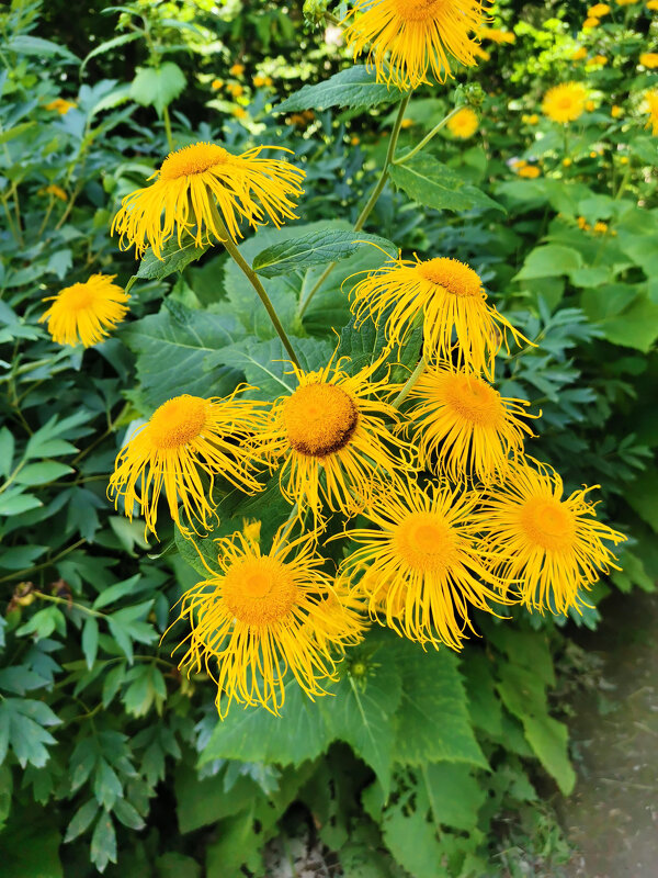 Девясил - Валерий Судачок
