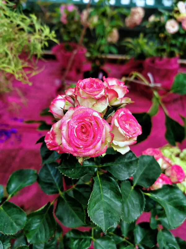 Роза Бредфорд - Валерий Судачок