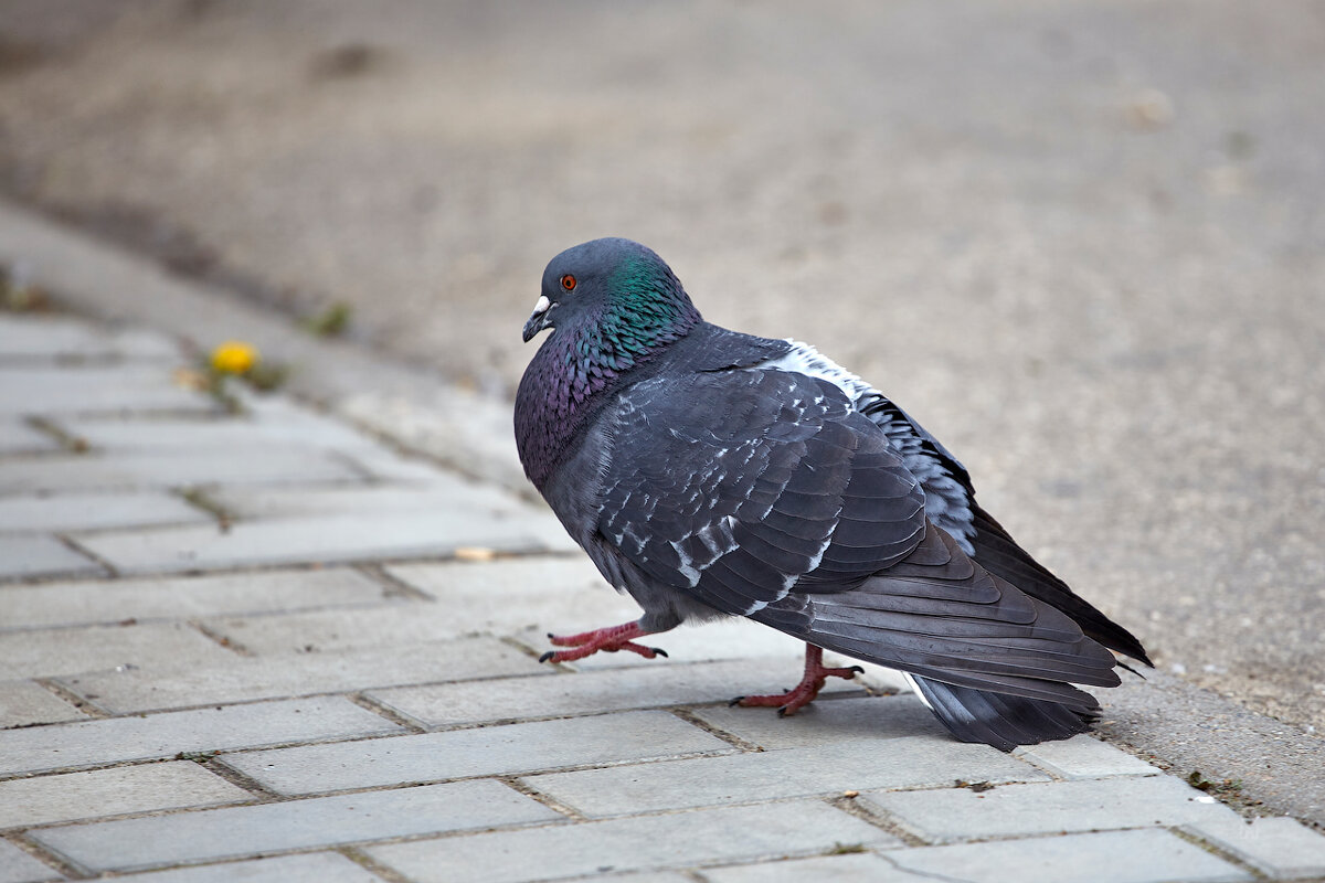 Кто там шагает правой? Левой! Левой! - Олег Манаенков Кто там шагает правой? Левой! Левой! - Олег Манаенков