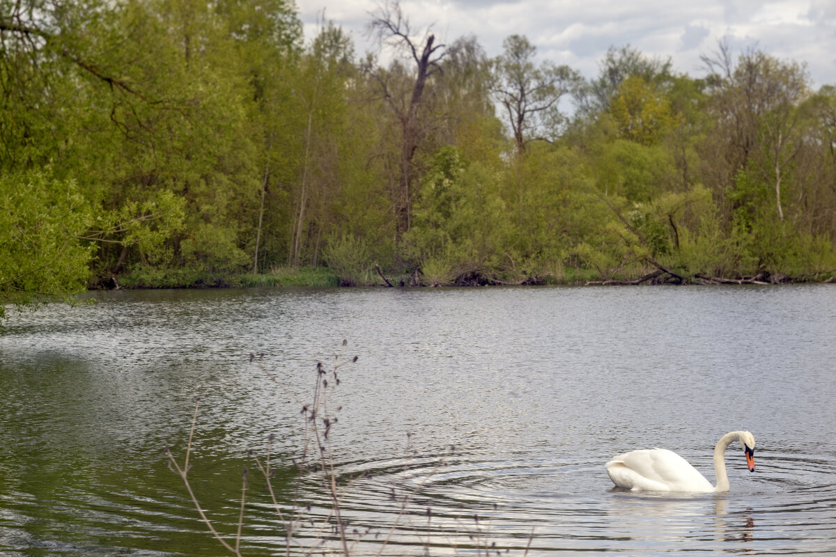 В селе Сенницы лебеди - sorovey Sol В селе Сенницы лебеди - sorovey Sol