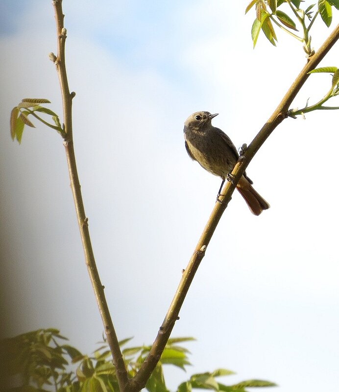 Весна пришла 4 - Natali 
