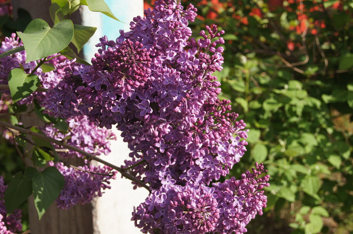 Сирень - Глеб Сирень - Глеб