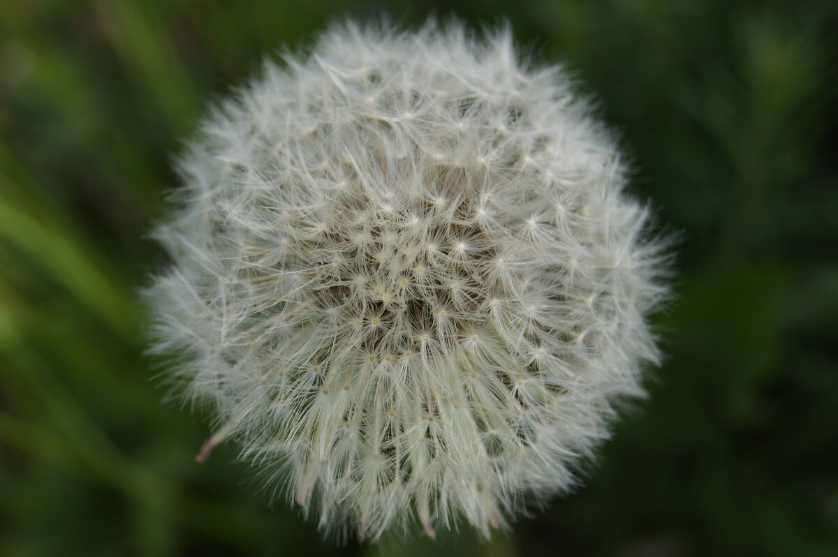 Белый одуванчик - Глеб Белый одуванчик - Глеб