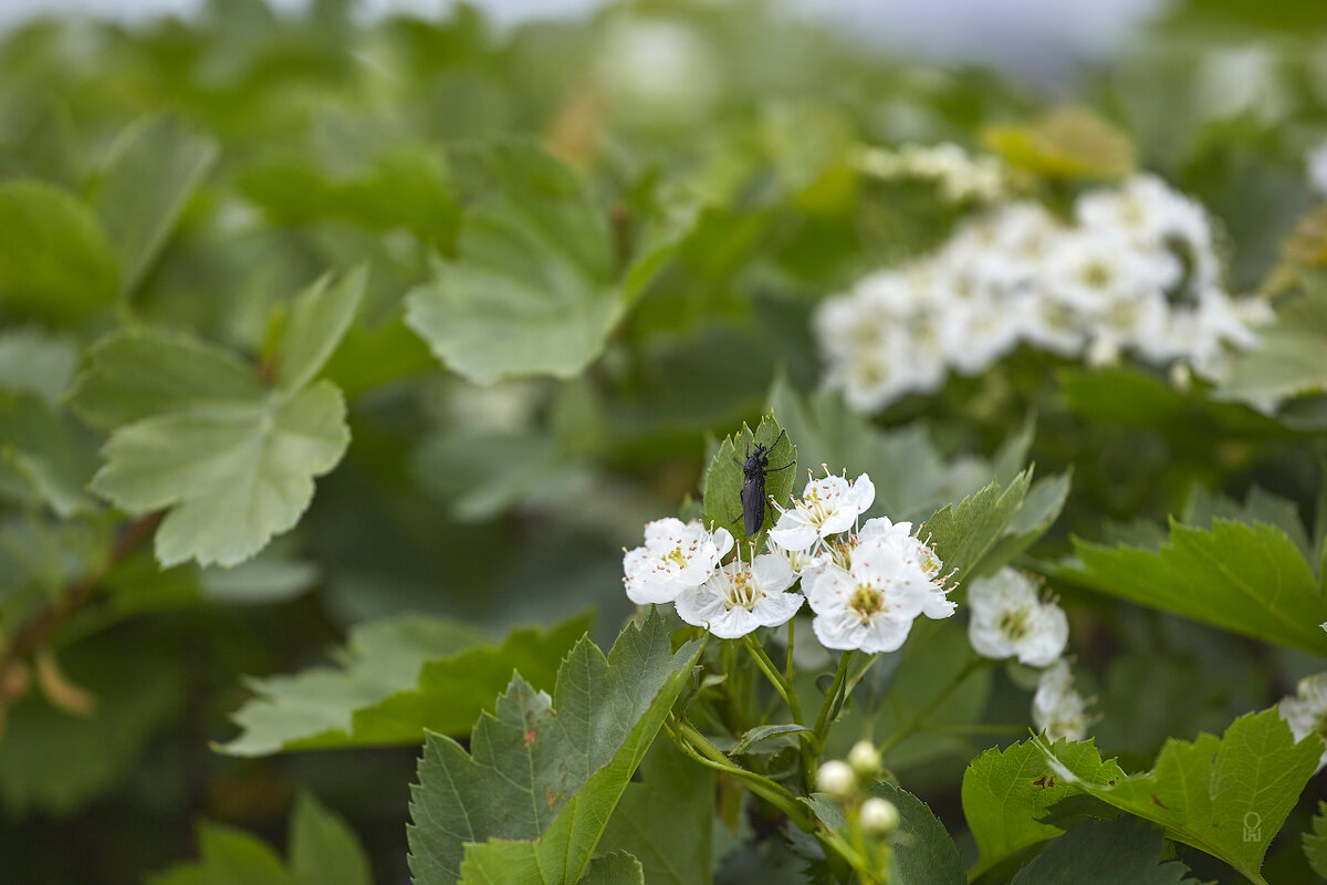 Жук и боярышник - Олег Манаенков