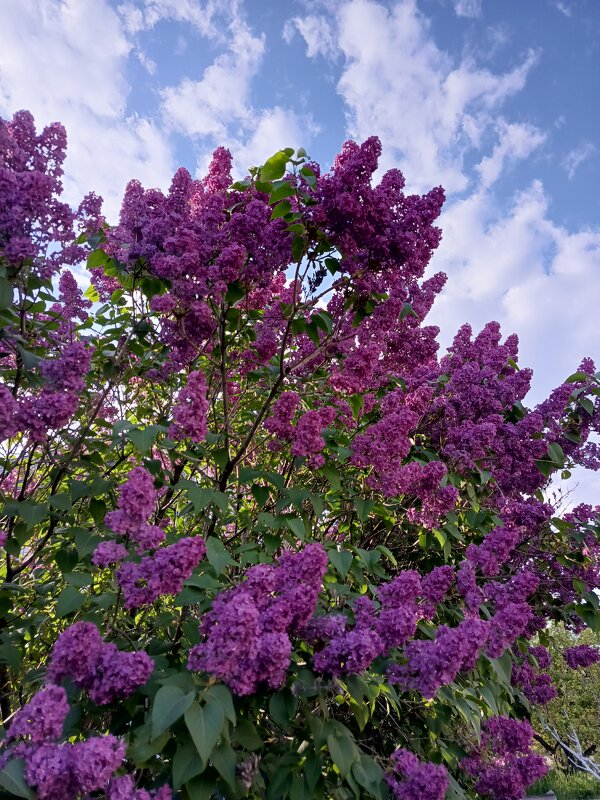 С праздником, с днем Великой Победы - Татьяна Пальчикова С праздником, с днем Великой Победы - Татьяна Пальчикова