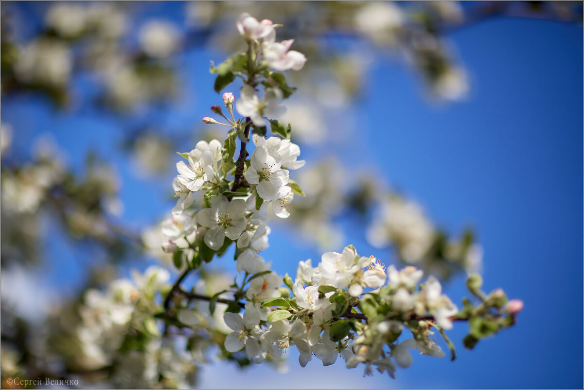 В саду... - Сергей Величко В саду... - Сергей Величко