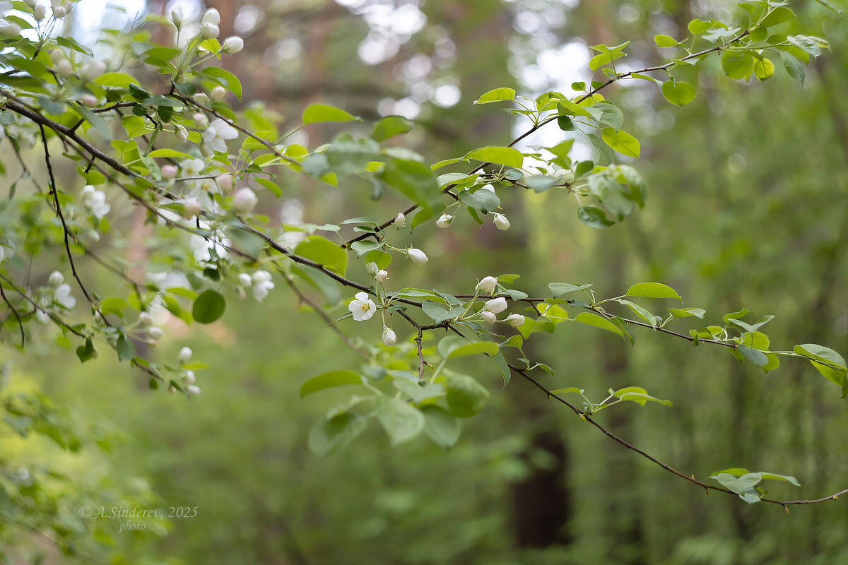 Цветущая ветка - Александр Синдерёв