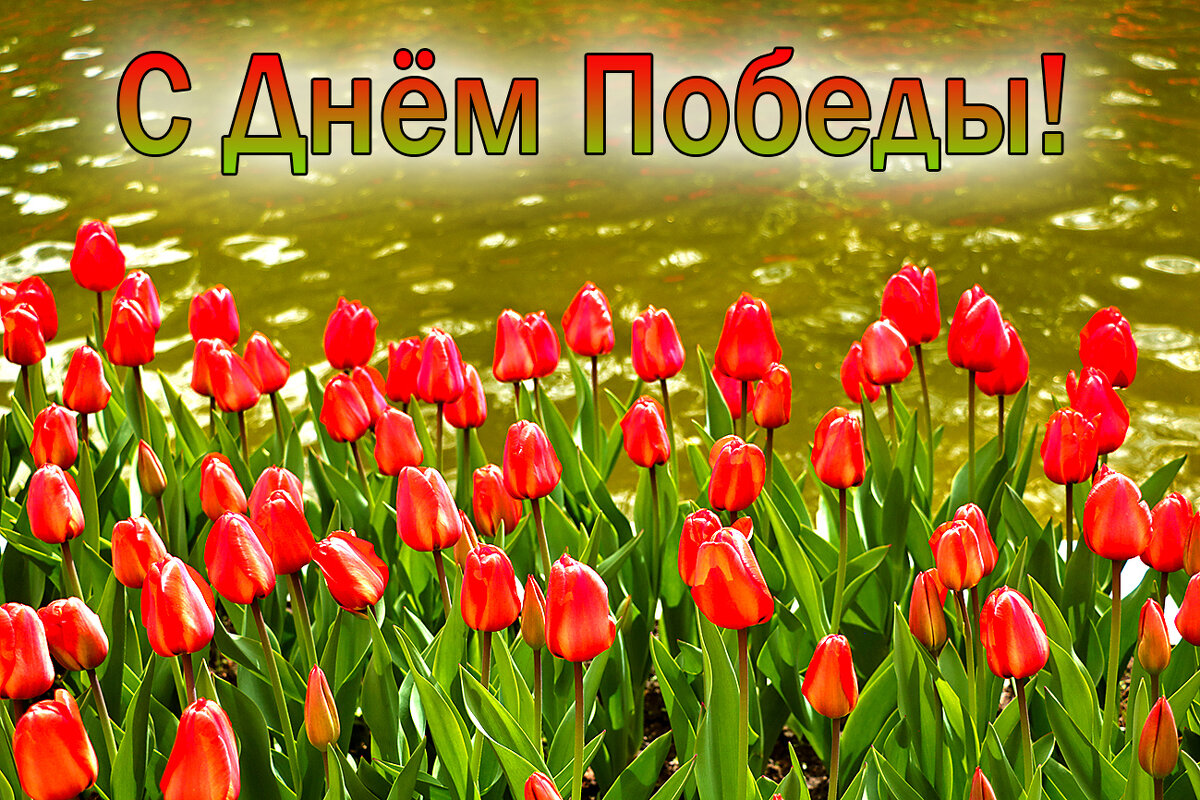 С 80-тилетием Великой Победы! - Светлана С 80-тилетием Великой Победы! - Светлана