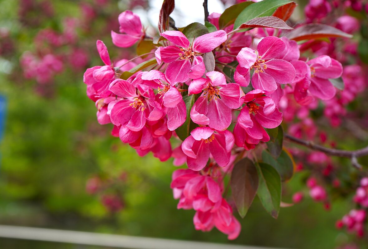 Яблоневый цвет - Татьяна Тюменка