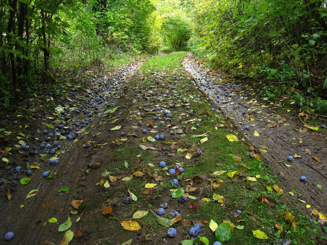Сливовая дорога в Тульской области. - unix (Илья Утропов) Сливовая дорога в Тульской области. - unix (Илья Утропов)