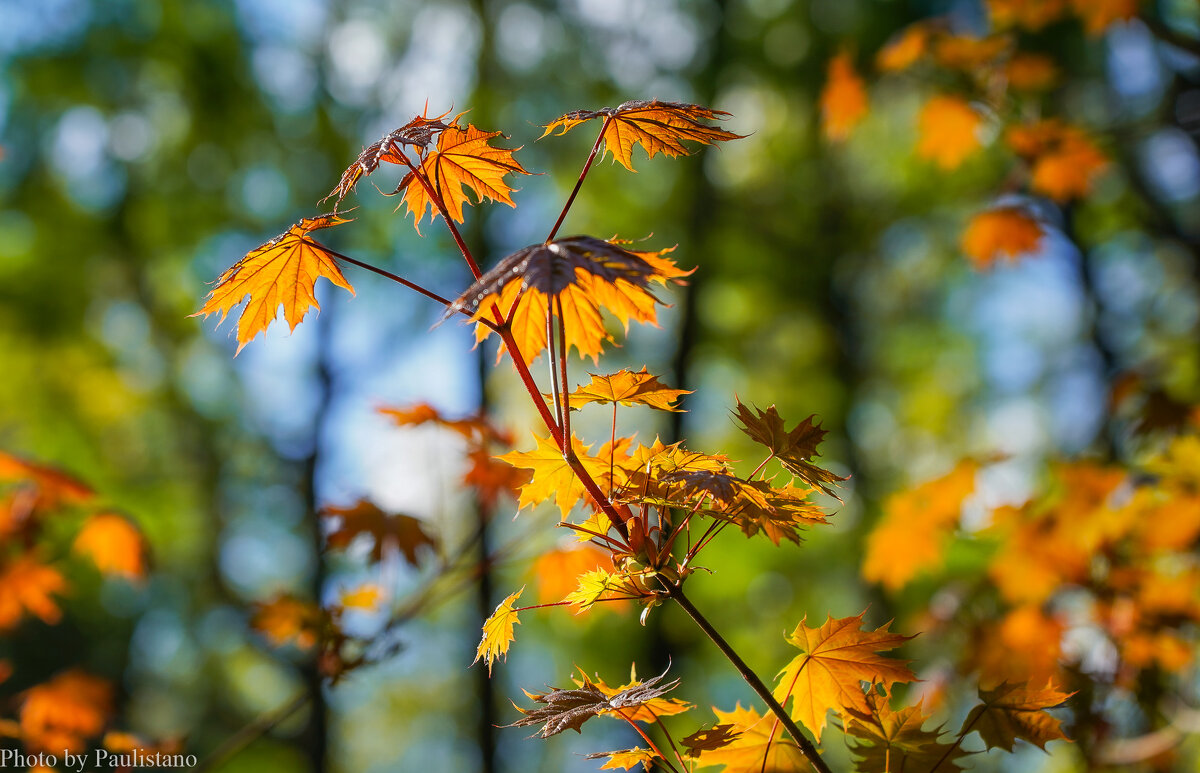 В весеннем парке... - Владимир Жданов В весеннем парке... - Владимир Жданов