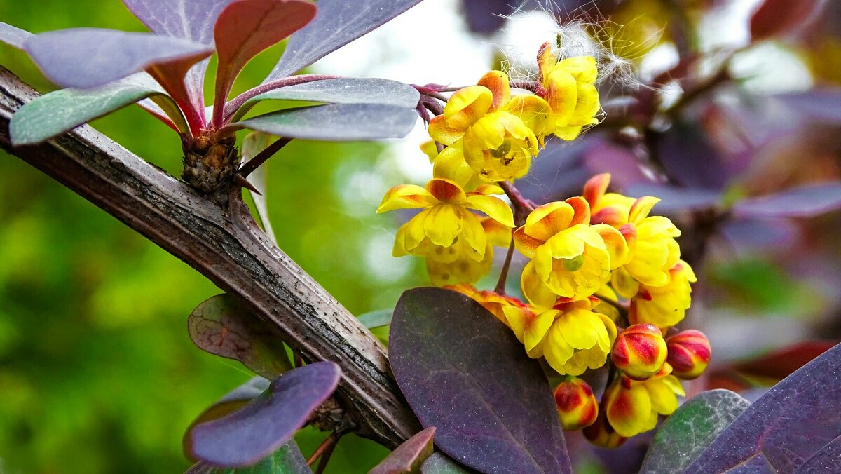 Цветы барбариса (крупным планом). - Милешкин Владимир Алексеевич Цветы барбариса (крупным планом). - Милешкин Владимир Алексеевич