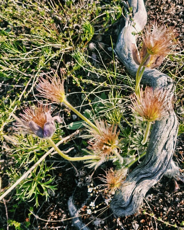 Отцвела,сон трава - Георгиевич Отцвела,сон трава - Георгиевич