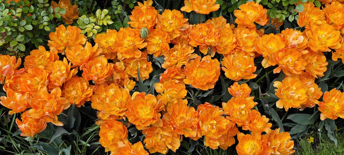 Тюльпаны - <<< Наташа >>> Тюльпаны - <<< Наташа >>>