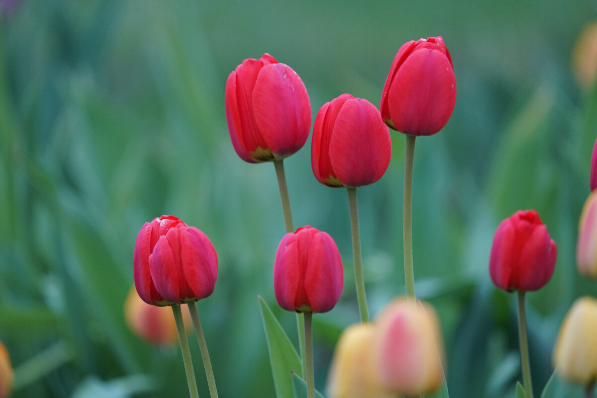 *** - Иван Литвинов