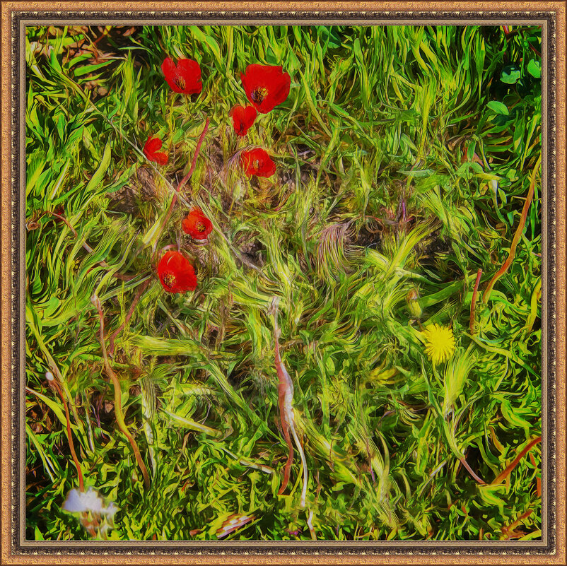 Маки и одуванчик - Анатолий Чикчирный