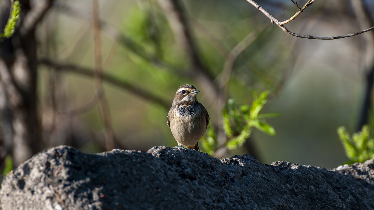 Самка варакушки. - Вадим Басов