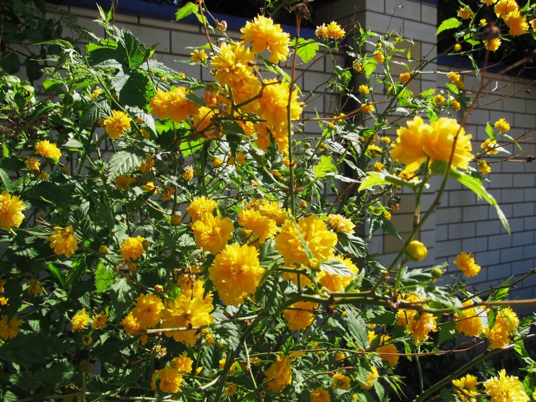 май - Елена Шаламова