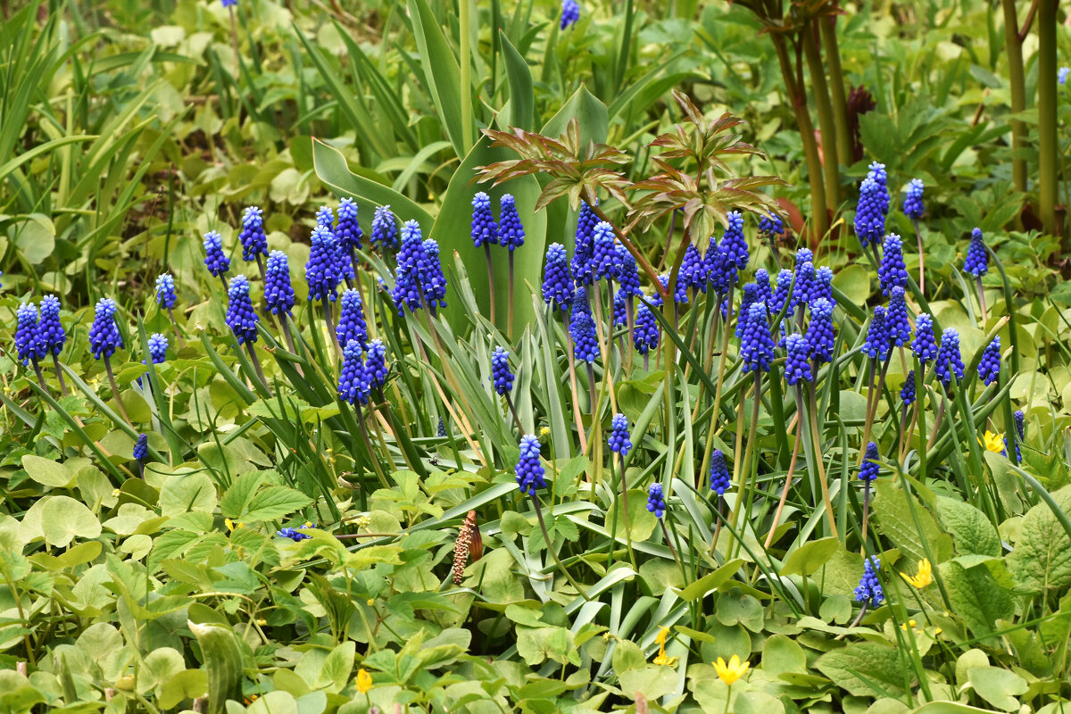 Весна в Ботаническом... - Наташа *****