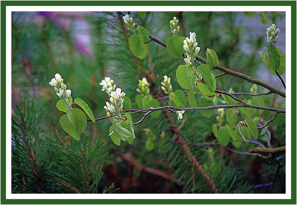 Весеннее - Владимир Кроливец