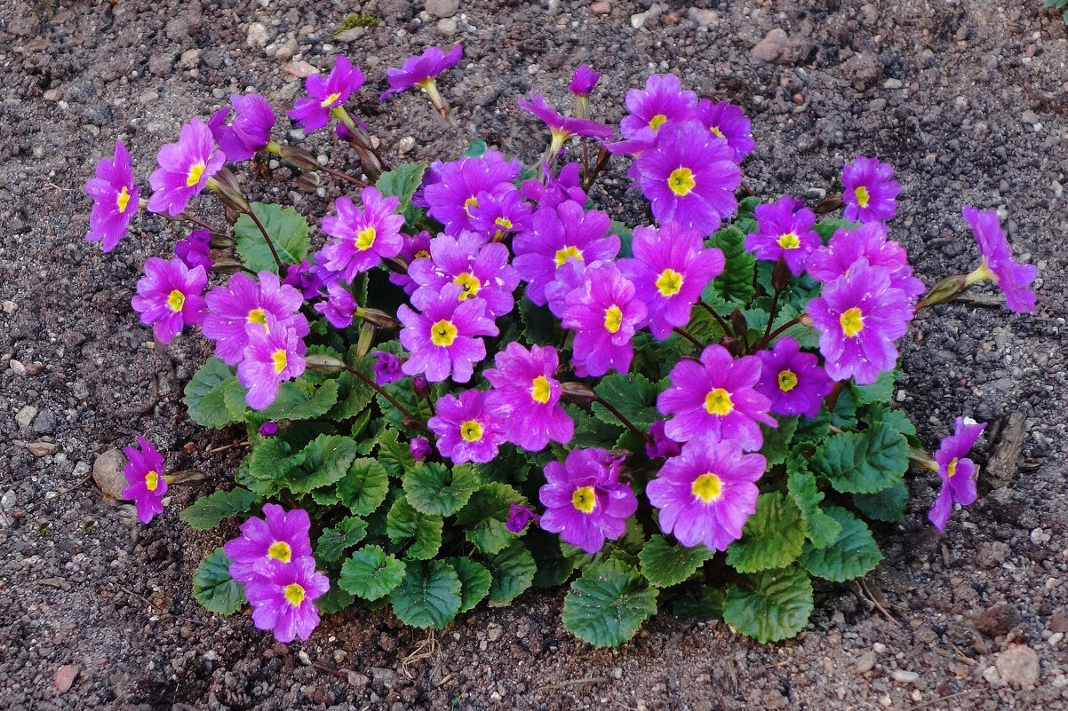 Примула - Рита Симонова