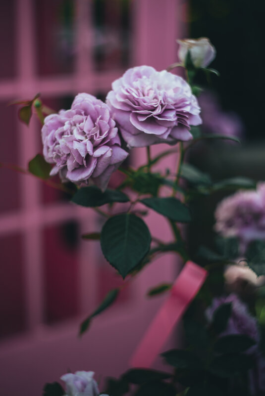 Роза "Лавандер кристалл" - Дмитрий Роза "Лавандер кристалл" - Дмитрий