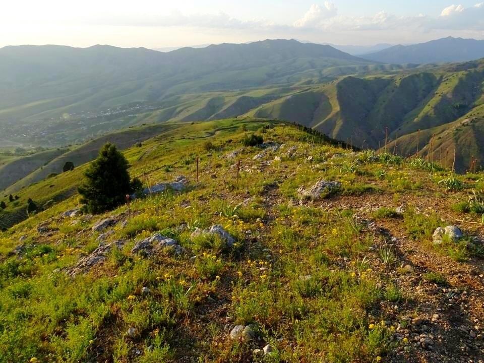 НАШИ ПРОГУЛКИ. - Виктор Осипчук