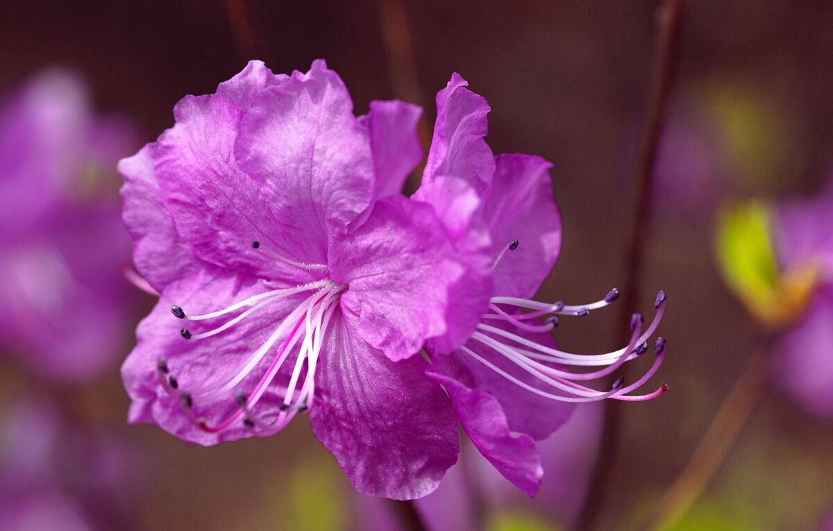 Багульник - Эдуард Куклин
