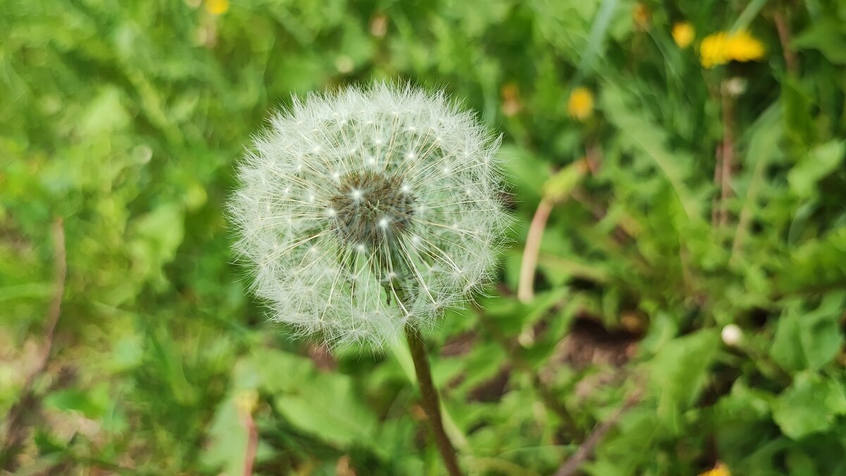 ,,, - Сергей Тимоновский