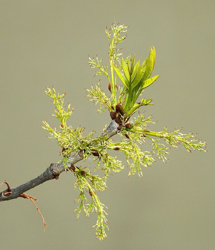 *** - Леонид leo *** - Леонид leo