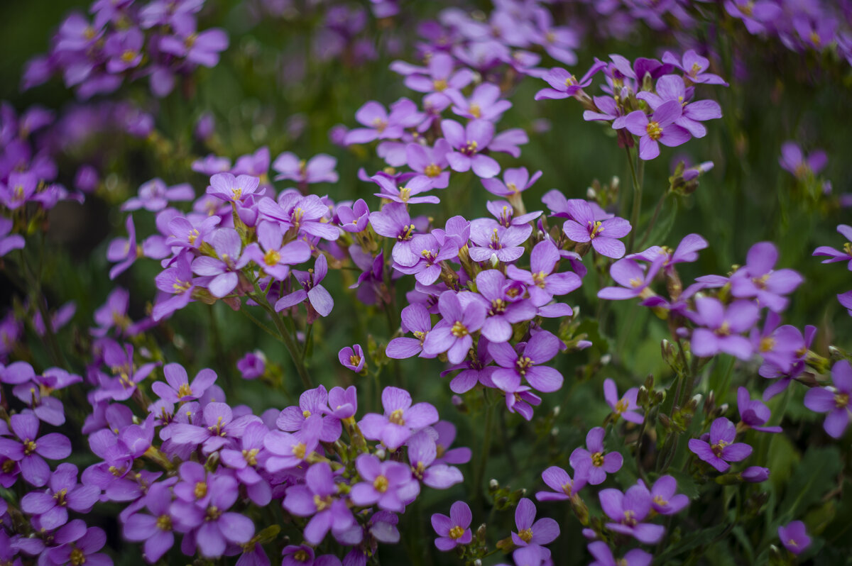 Обриета - Вадим Басов Обриета - Вадим Басов