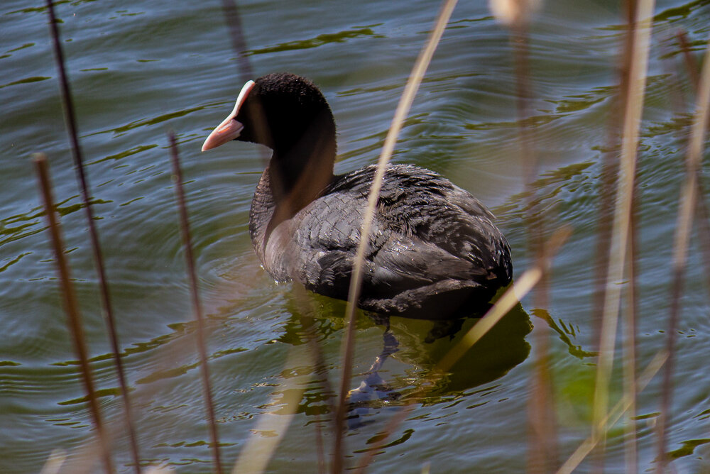 Лысуха - Светлана SvetNika17