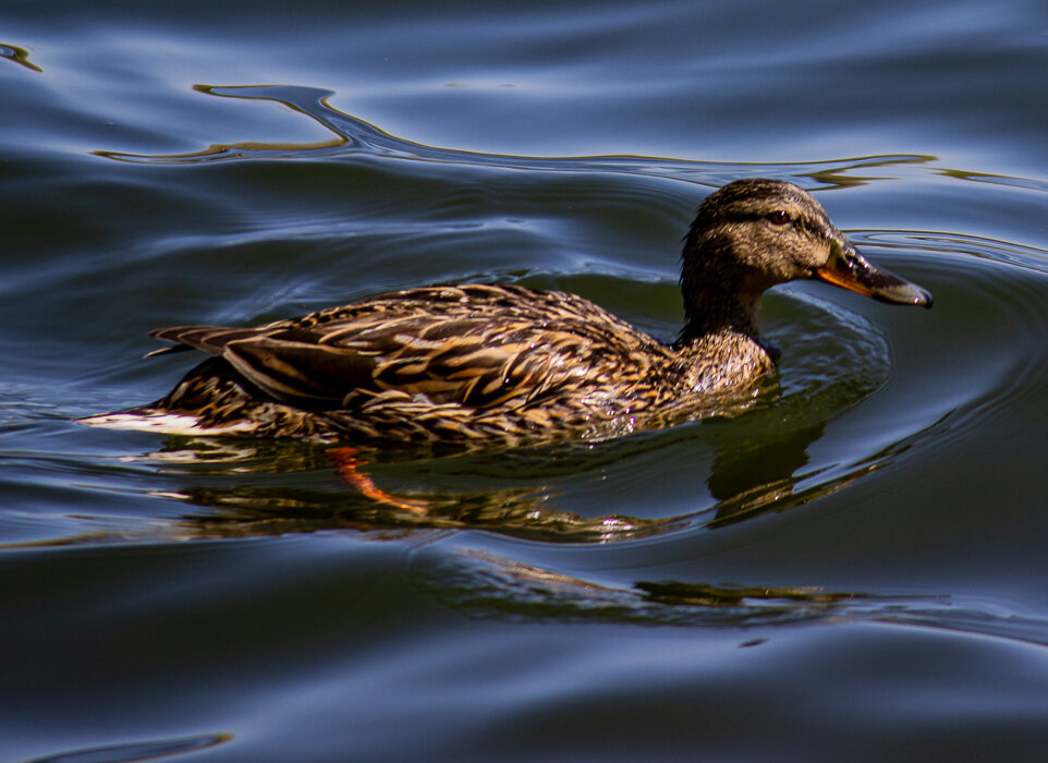 Утка - Светлана SvetNika17 Утка - Светлана SvetNika17