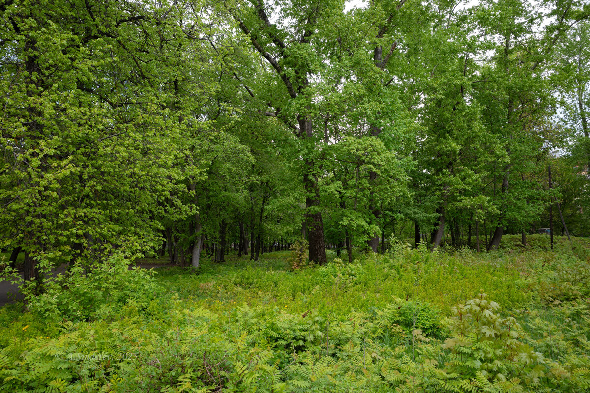Молодая весенняя зелень - Александр Синдерёв Молодая весенняя зелень - Александр Синдерёв