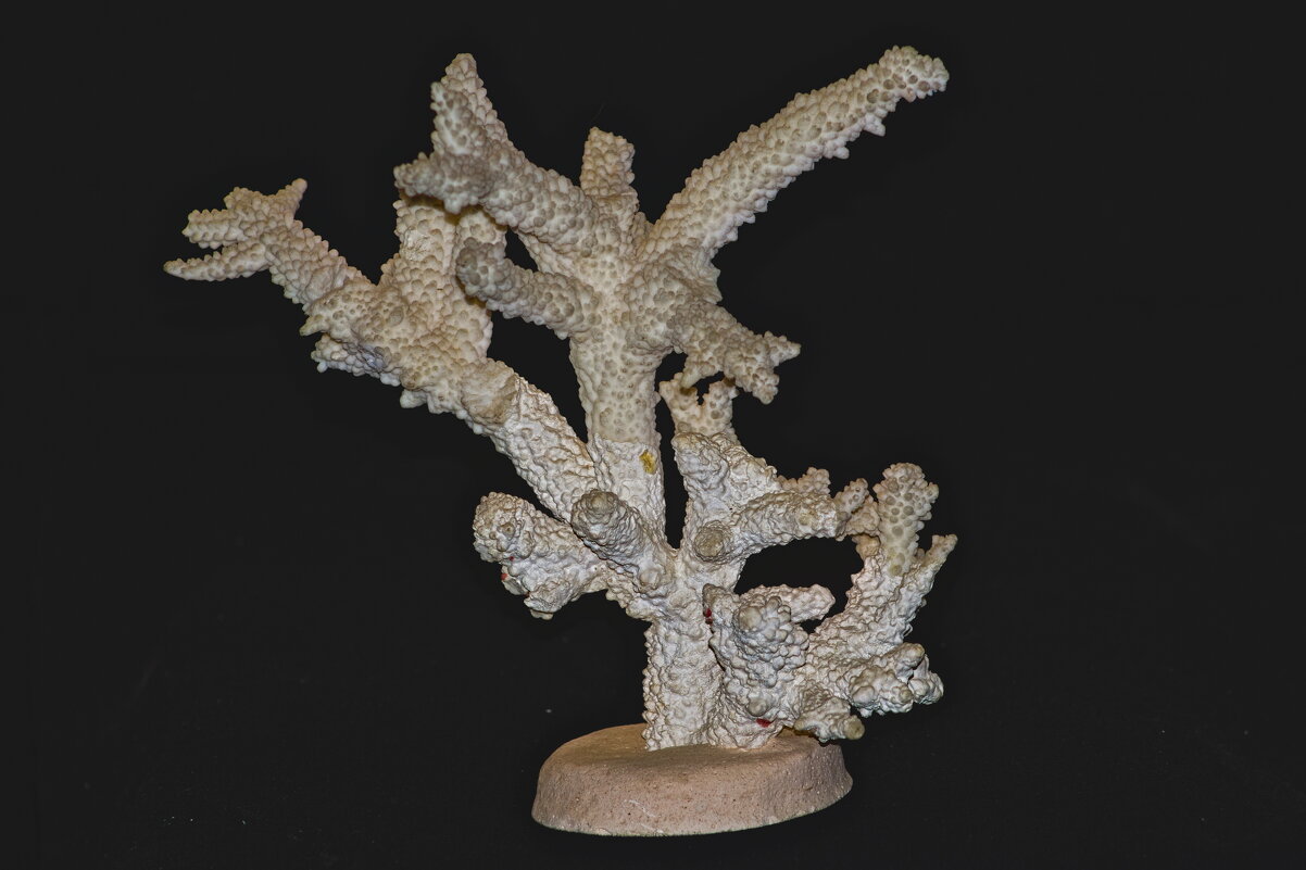 Коралл - Giant Tao / Коралл - Giant Tao /