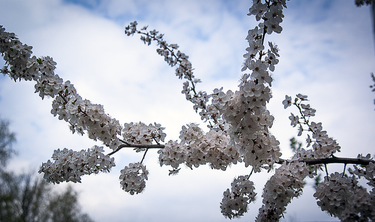 Цветение - Владимир Кроливец Цветение - Владимир Кроливец