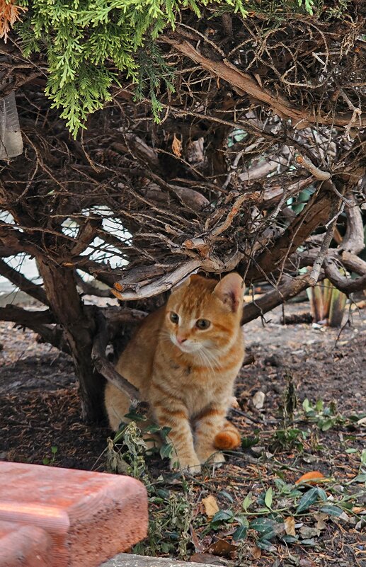 Изучать окружающий мир лучше из засады! - Светлана 13.06. Изучать окружающий мир лучше из засады! - Светлана 13.06.