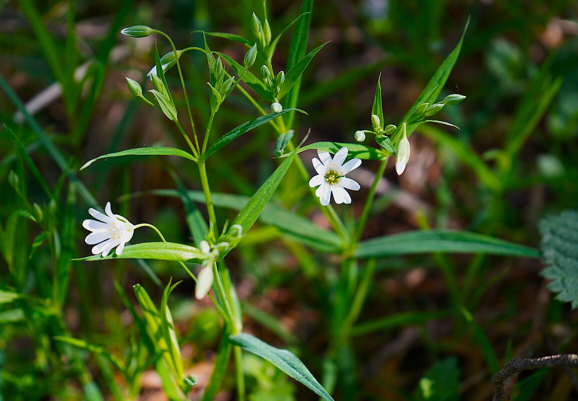 Ясколка полевая - Татьяна Тюменка