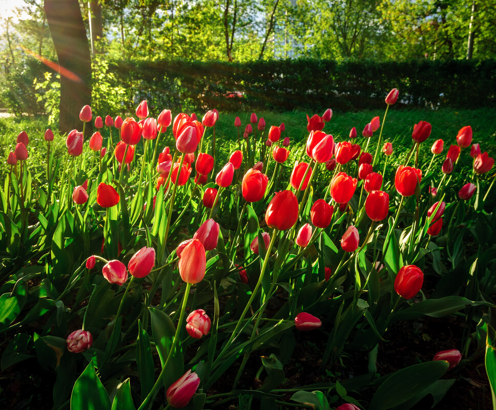 Цветочки - Валерий Серёгин