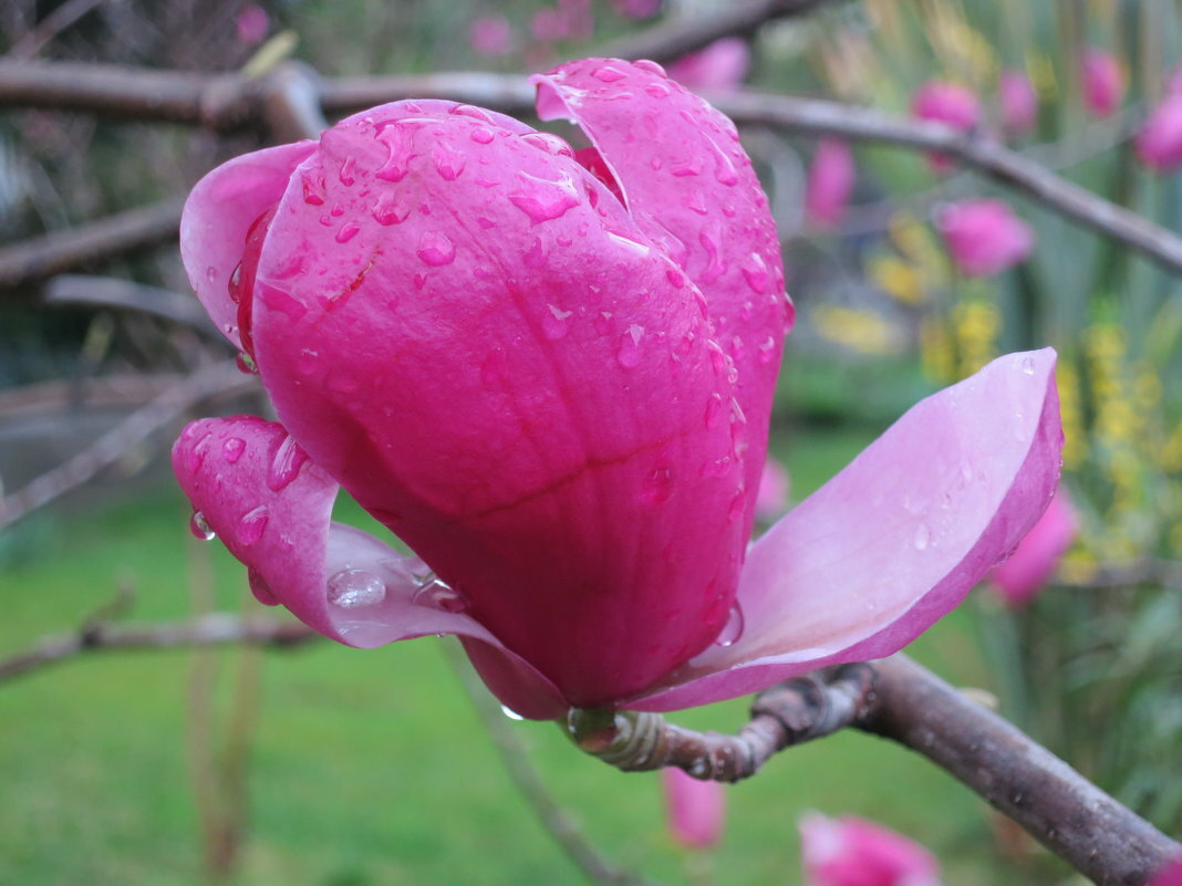 После дождя -Магнолия Суланжа - Валерий После дождя -Магнолия Суланжа - Валерий