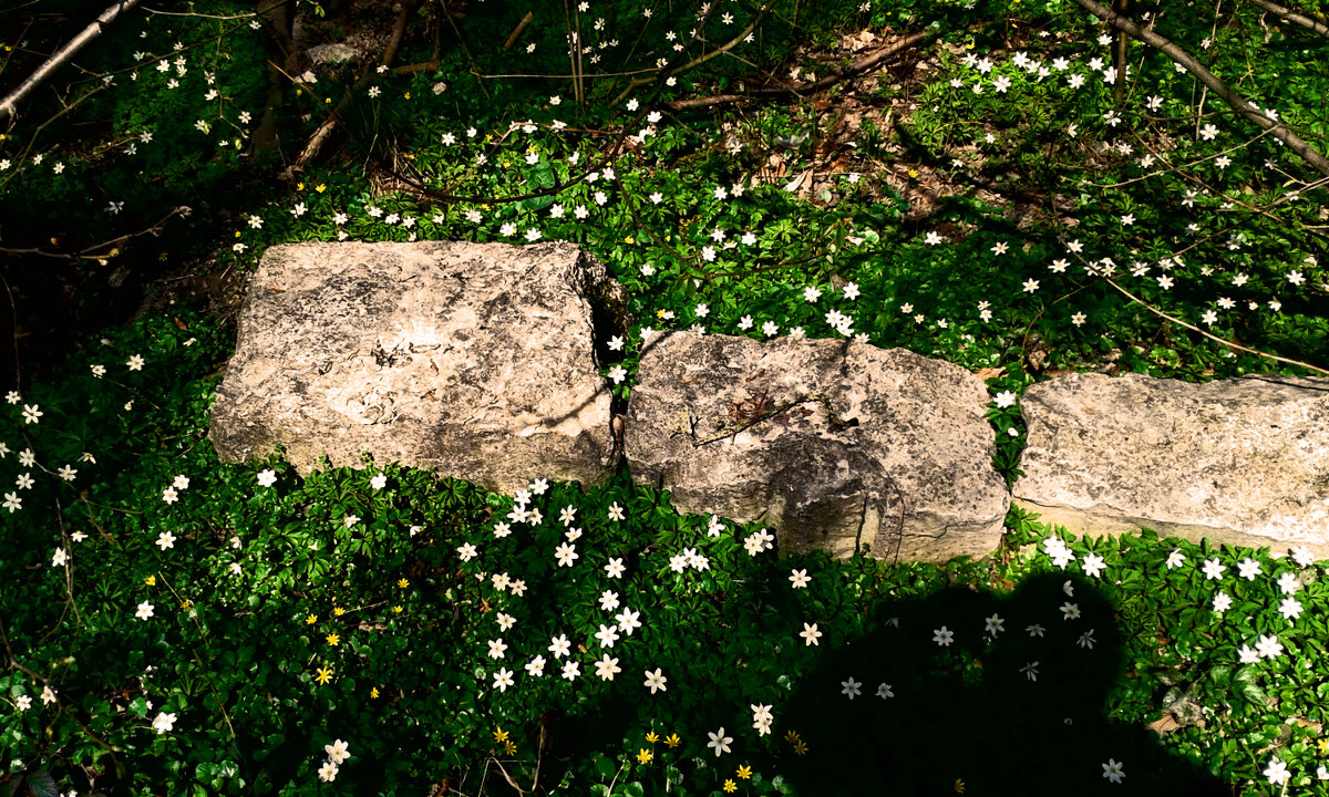 Весенние зарисовки 122 - Алексей Кузнецов